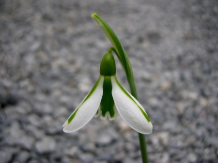 Galanthus 'South Hayes'