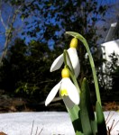 Galanthus ‘Spindlestone Surprise’