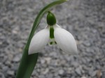 Galanthus trojanus ‘The&nbsp;Iliad’