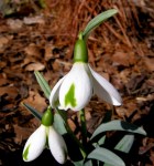Galanthus ‘Trumps’