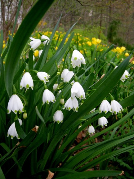 Leucojum aestivum, Stylophorum diphyllum 4-26-2015 6-43-58 PM