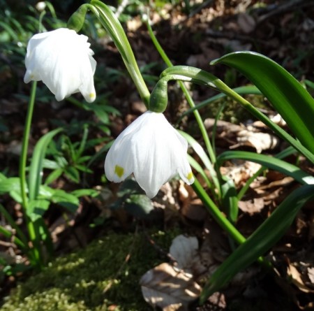 Leucojum Johan Germany 2