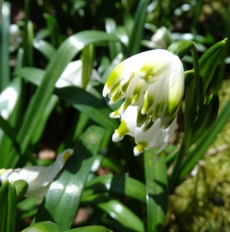 Leucojum vernum double Johan