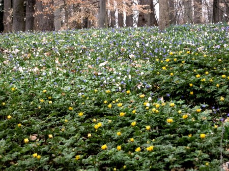 Leucojum vernum at Winterthur 2016 3-12-2016 2-52-03 PM 3-12-2016 3-46-20 PM