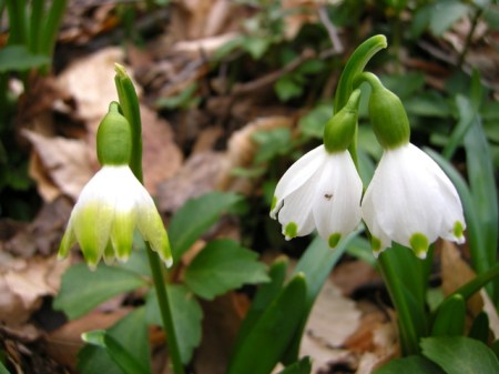 Leucojum vernum Ithan Park 3-17-2016 5-20-08 PM