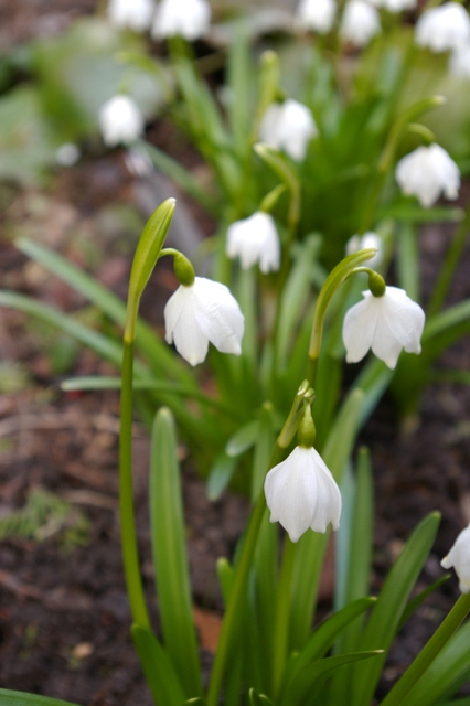 Leucojum vernum 'Null Punkte'