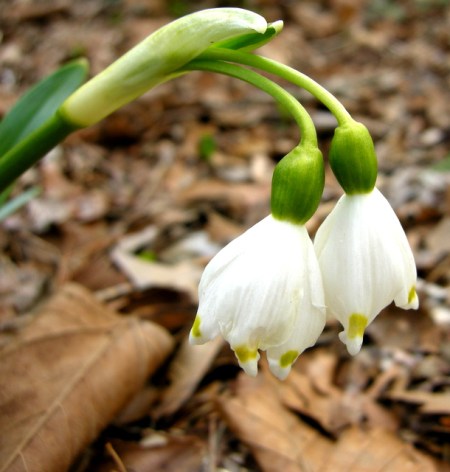 Leucojum vernum var. wagneri