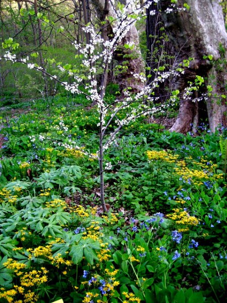 Carolyn's Shade Gardens Woodland