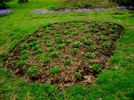 Chrysognum virginianum 4-26-2016 11-47-51 AM