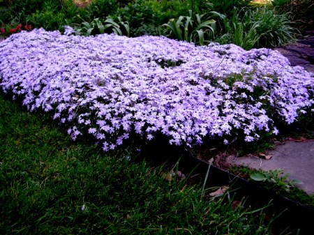 Phlox subulata 'Emerald Blue'