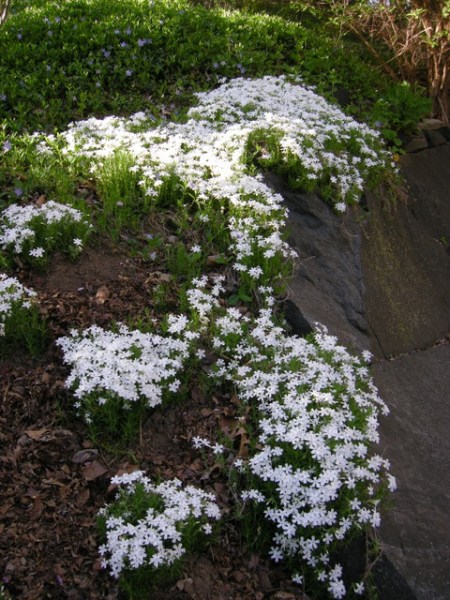 Phlox subulata 'Nice 'n White'