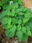 Hosta Baby Bunting