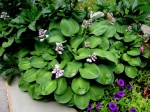 Hosta ‘Blue Mouse&nbsp;Ears’