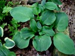 Hosta ‘Church Mouse’