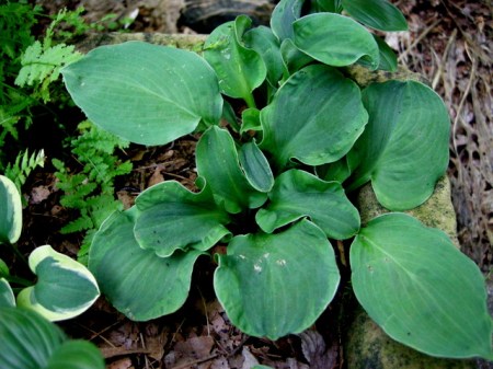 Hosta 'Church Mouse'