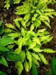Hosta Dragon Tails