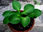 Hosta ‘Green Mouse&nbsp;Ears’