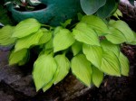 Hosta Green with&nbsp;Envy