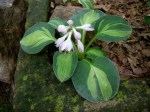 Hosta ‘Holy Mouse&nbsp;Ears’