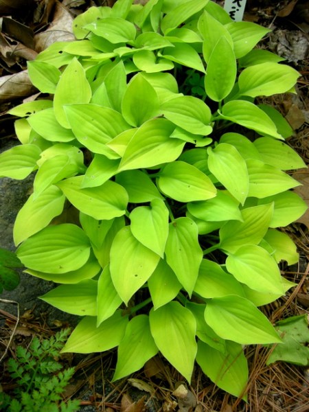 Hosta Kiwi Golden Thimble