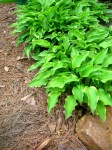 Hosta Lemon Delight