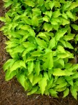 Hosta Lemon Lime