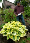 Hosta ‘Liberty’