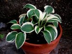 Hosta ‘Mighty Mouse’