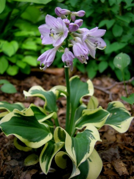 Hosta 'Mini Skirt'