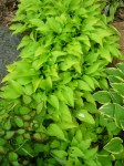 Hosta Rock Prince