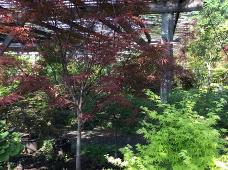 Ambleside Gardens 6-2-2016 10-10-08 AM