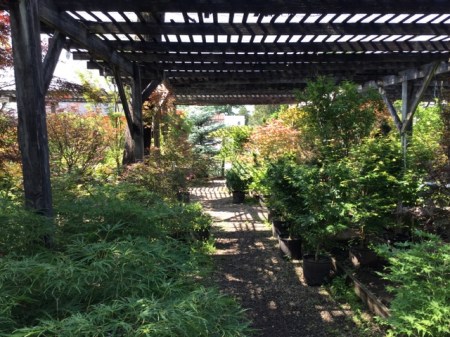 Ambleside Gardens 6-2-2016 10-19-21 AM