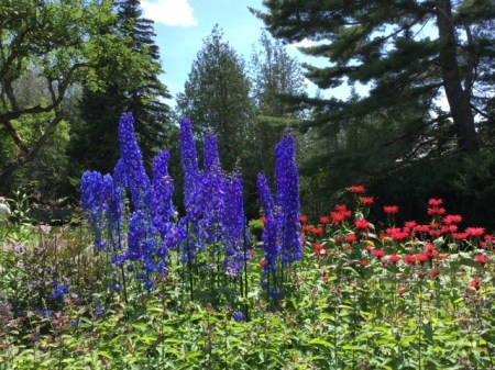 Acadia Delphinium and Monarda