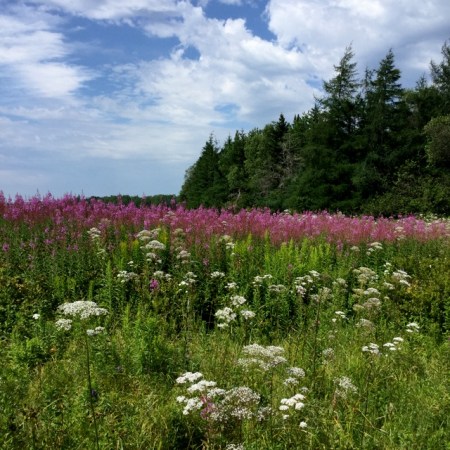 Fireweed (Chamerion angustifolium)