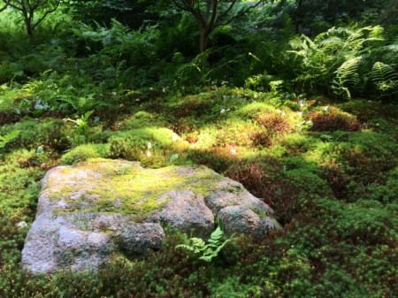Moss, Rockefeller Garden, Seal Harbor