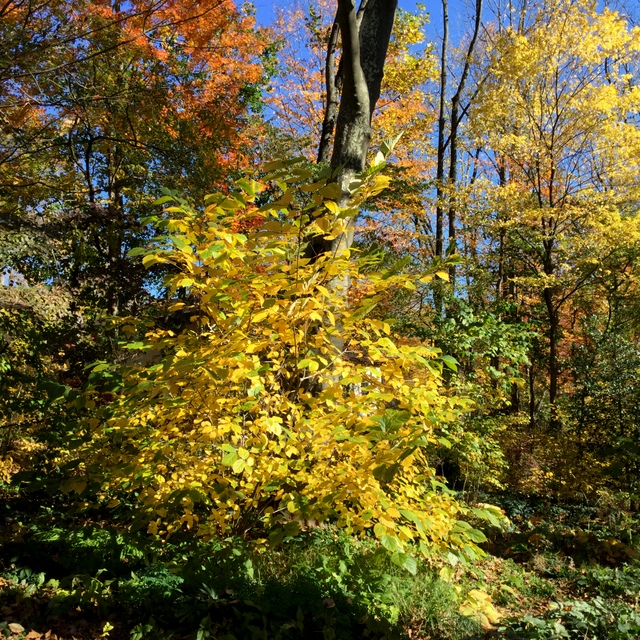 Native Fall Native Fall Color at Longwood Gardens | CAROLYN'S SHADE GARDENS