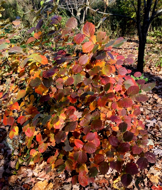 Native Fall Native Fall Color at Longwood Gardens | CAROLYN'S SHADE GARDENS