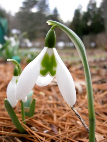 Galanthus 'Lapwing'