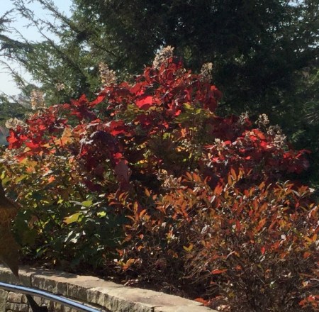 Hydrangea quercifolia