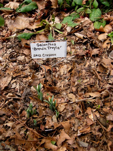 Galanthus 'Brenda Troyle'