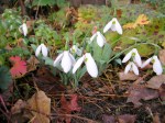 Galanthus ‘Potter’s Prelude’&nbsp;elwesii