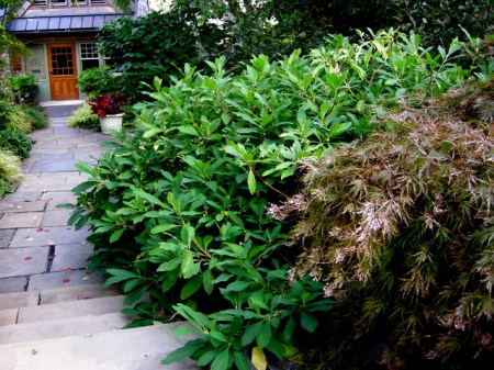 Edgeworthia Scott Arboretum Fall 2014