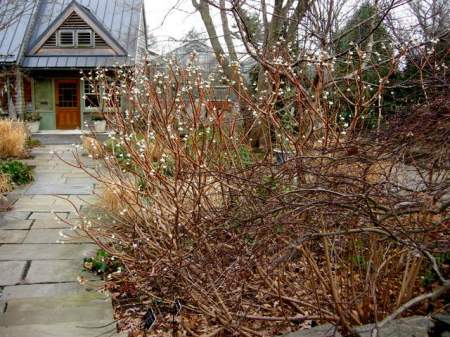 edgeworthia-chrysantha-1-18-2017-2-11-10-am