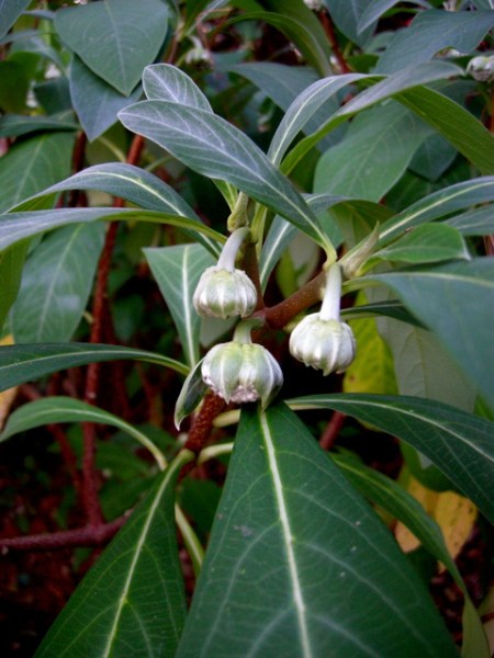 Edgeworthia chrysantha
