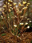 edgeworthia-chrysantha-3-16-2016-12-14-39-pm