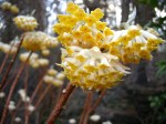 edgeworthia-chrysantha-3-21-2016-6-39-29-pm