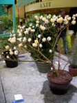 edgeworthia-chrysantha-3-6-2016-9-44-03-pm