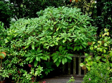 Edgeworthia Cresson Garden Fall 2014