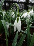 Galanthus ‘Dragonfly’
