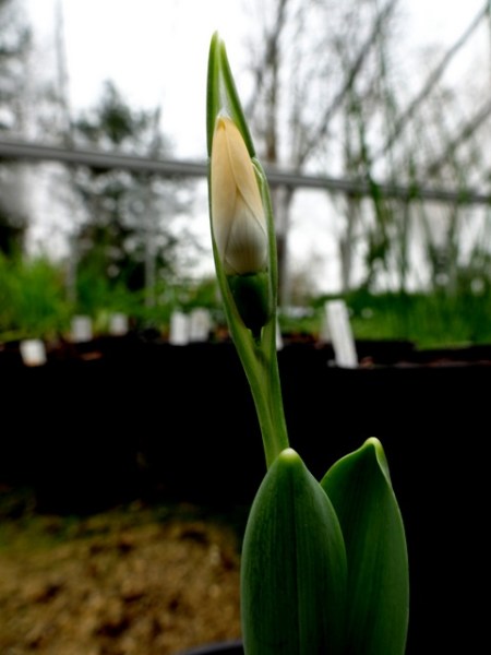 Galanthus 'Joy Cozens'